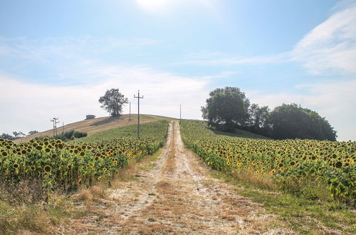 Photo 33 - La Viola e il Sole