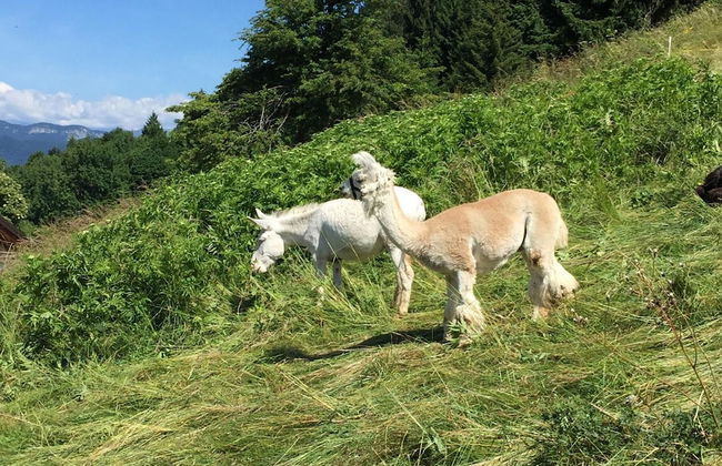 Malga Zanga - Foto 32