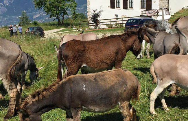 Malga Zanga - Foto 38