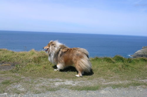 Photo 10 - Charming Fully-equipped 3-bed Cottage nr Boscastle