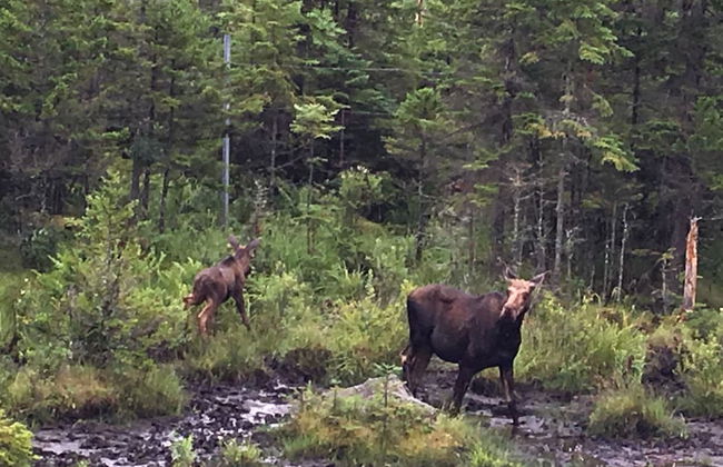 Moose Lodge and Cabins by Bretton Woods Vacations - Foto 79