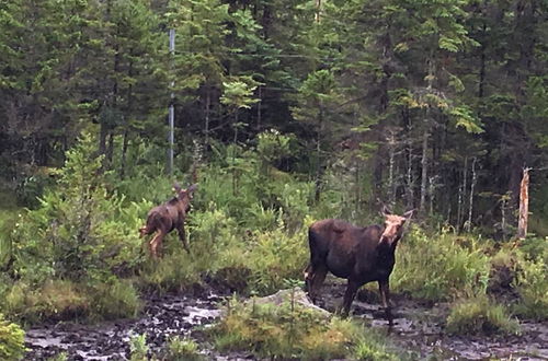 Foto 78 - Moose Lodge and Cabins by Bretton Woods Vacations