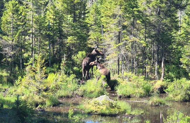 Moose Lodge and Cabins by Bretton Woods Vacations - Foto 80