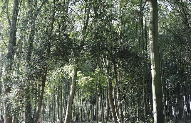 Le Domaine Saint Ange - Foto 30