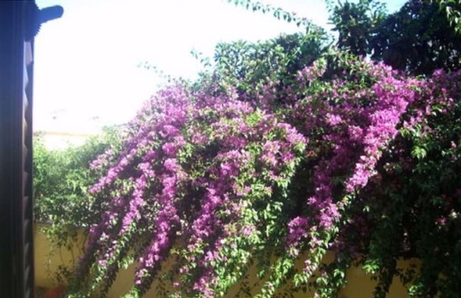 Dimora Del Sole Salento - Foto 8