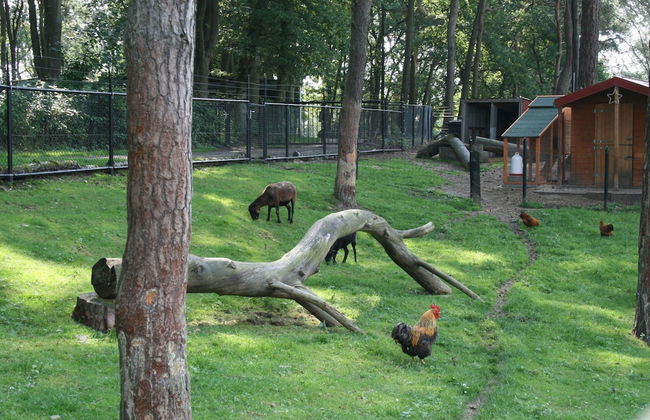 Comfortable Chalet Near Brunssummerheide - Foto 7