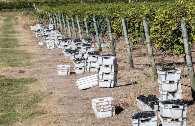 Finca Las Cavas - Photo 7