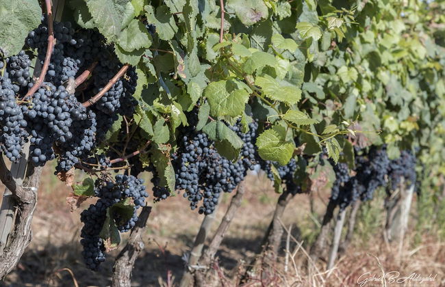 Finca Las Cavas - Photo 6