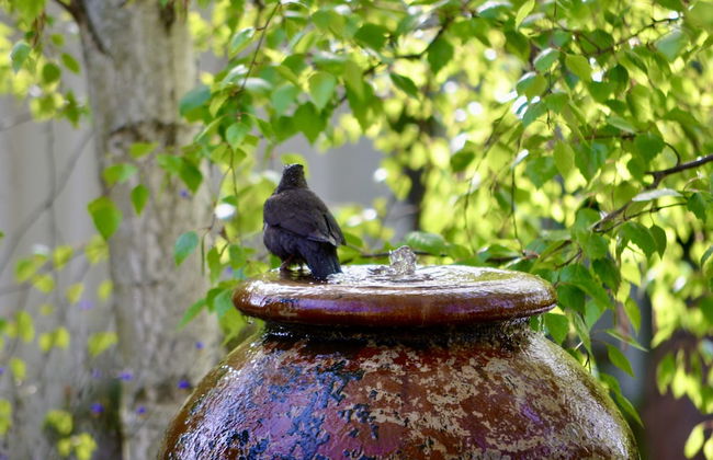 The Eaglehawk Country House Hotel Maldon - Photo 41