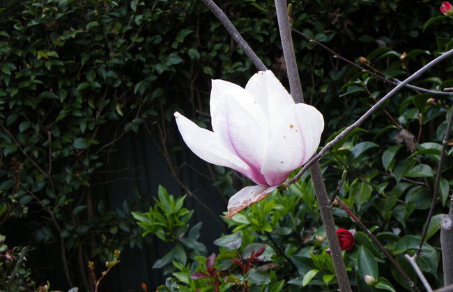 Lake Hamilton Motor Village & Caravan Park - Foto 42