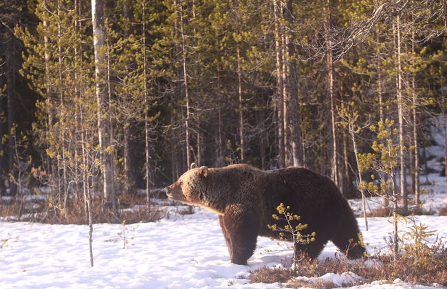 Bear Centre - Foto 14