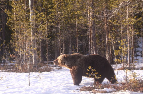 Photo 14 - Bear Centre