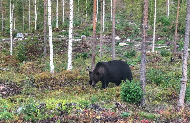 Bear Centre - Foto 22