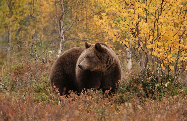 Bear Centre - Foto 13