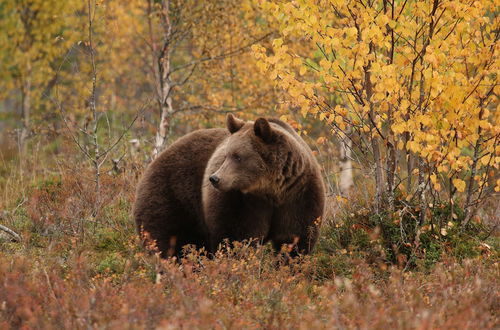 Photo 13 - Bear Centre