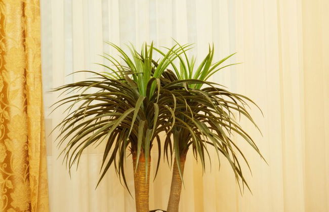 Sophie Apartments - Photo 39