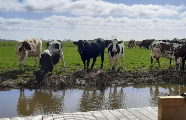 Prive Jacuzzi, Cows, Dairyfarm, Relaxing, Sleeping - Foto 7
