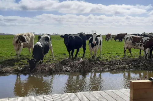 Foto 6 - Prive Jacuzzi, Cows, Dairyfarm, Relaxing, Sleeping