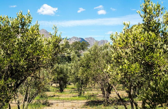 Village Lodge Paarl - Foto 33