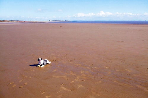 Photo 41 - Detached Shore Cottage Solway Bay Powfoot Dumfries Scotland