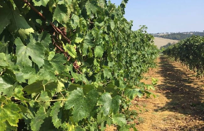 Casa Spiga Agriturismo Le Selvole - Tuscany - Foto 33