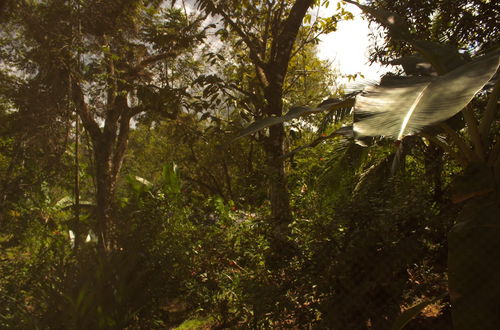 Photo 21 - La Casita Bungalow Equipped Cabin With Garden View Near to the Beach