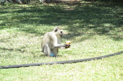 Photo 14 - Pure Wilderness in Amanzimlotzi Riverside Bush Bungalow in Limpopo, Kruger Park