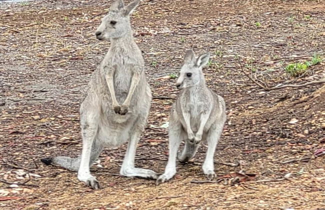 Mansfield Country Resort - Foto 23