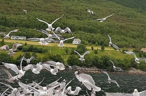 Photo 46 - Fiskesenter Birkeland