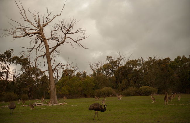 Boroka Downs - Foto 20