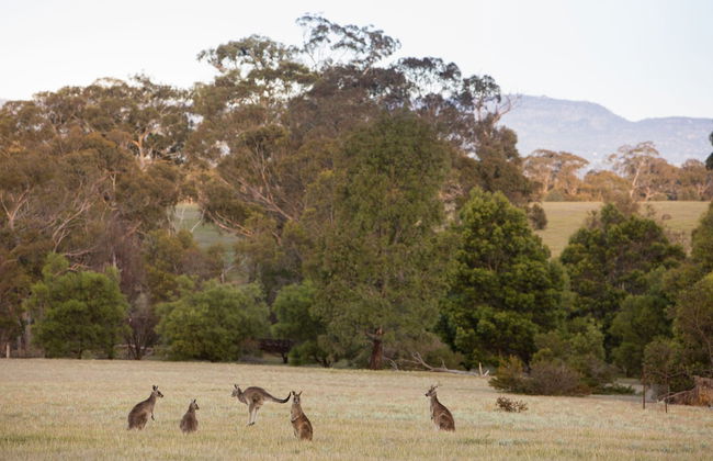 Boroka Downs - Foto 35
