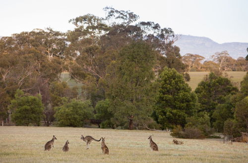 Photo 35 - Boroka Downs