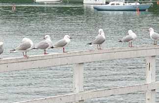 Foto 2 - Seaport Village