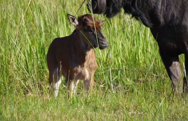 Monzi Safari Lodge - Foto 40