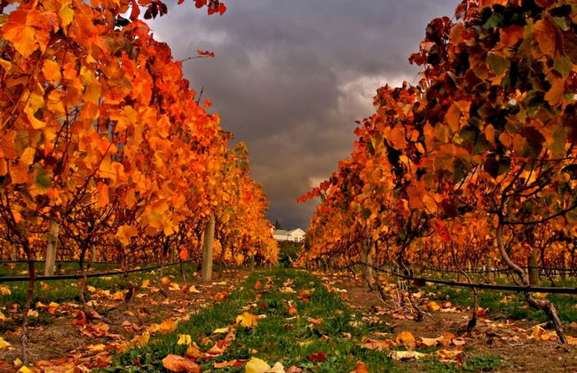 Vintners Retreat - Foto 47