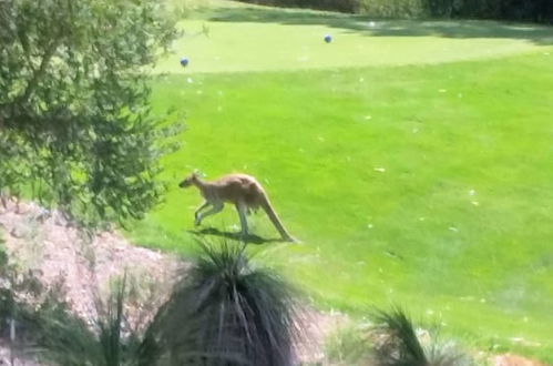 Photo 23 - Joondalup Golf Retreat