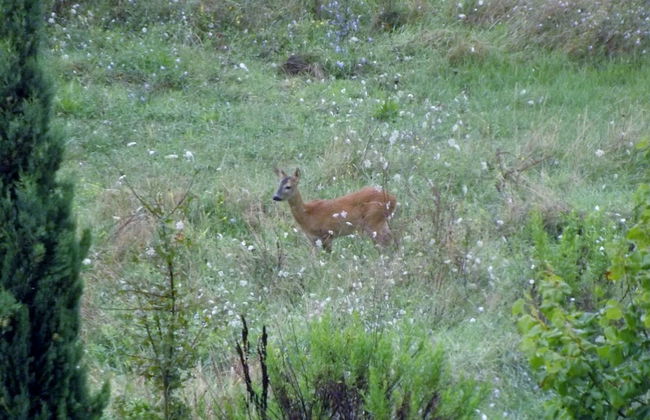 Tenuta i Lecci di Gurian Roberta Maura - Foto 80