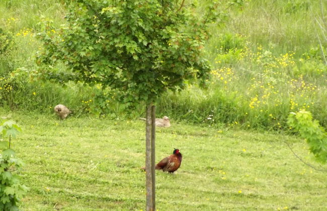Tenuta i Lecci di Gurian Roberta Maura - Foto 82