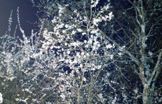 Tenuta i Lecci di Gurian Roberta Maura - Foto 124