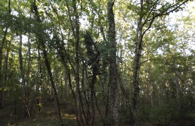 Tenuta i Lecci di Gurian Roberta Maura - Foto 74