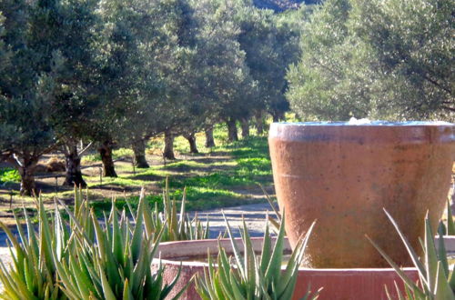 Photo 28 - Olive Grove Guest Farm