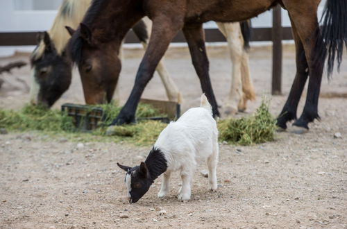 Photo 26 - Olive Grove Guest Farm