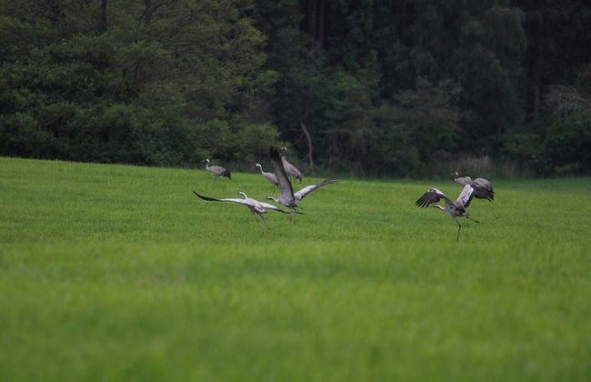 Ferienhaus am Garder See Inselblick - Foto 35