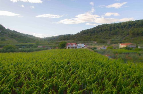 Photo 22 - Filip - Vineyard and Large Terrace - SA1 Žuti