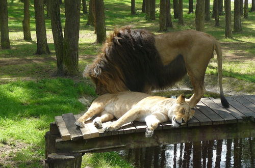 Photo 11 - Holiday Home in the Luneburg Heath