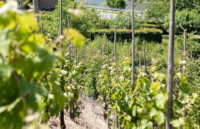 Haus Junge Traube - Foto 35