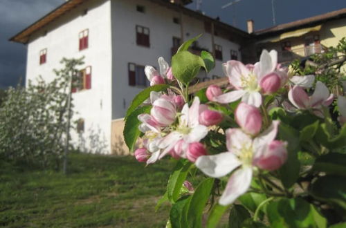 Photo 39 - Agritur Maso San Bartolomeo