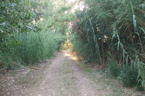 Foto 41 - In Fresco p. Terra nel Verde a 3 Minuti a Piedi dal Mare Villa Loddo 2 P2661