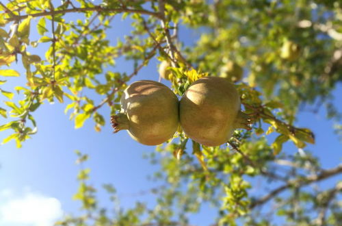 Photo 50 - Agroturismo Can Prats