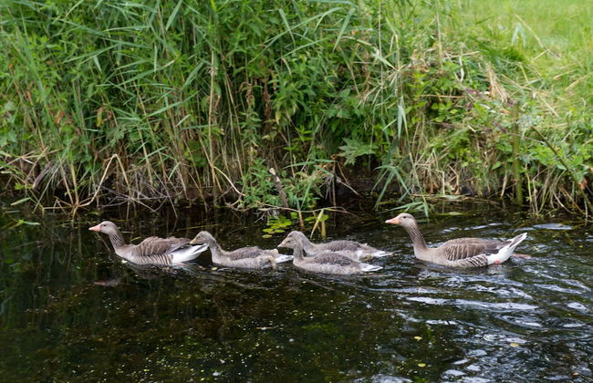 Plau Lagoons - Foto 80